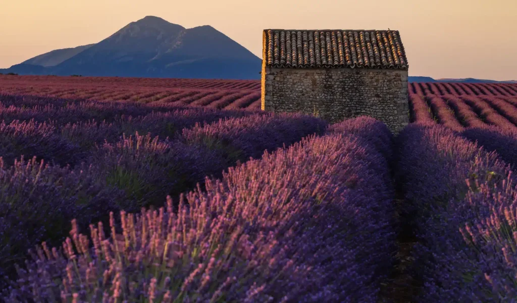Champ de lavande