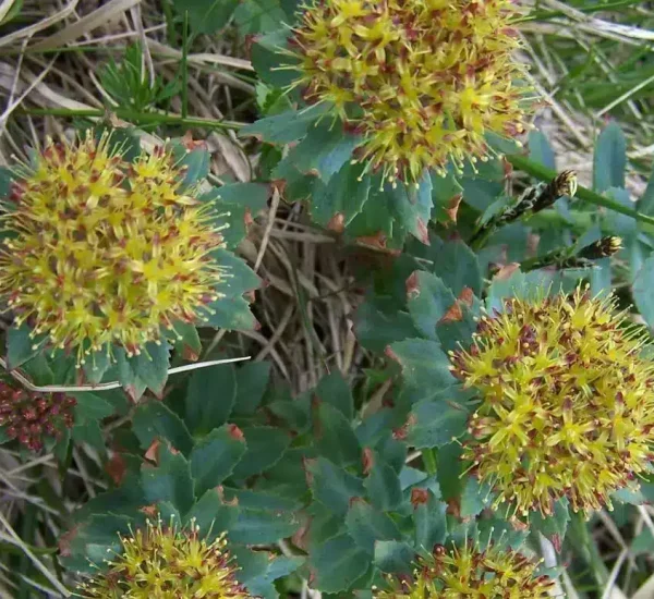 Rhodiola-rosea-1