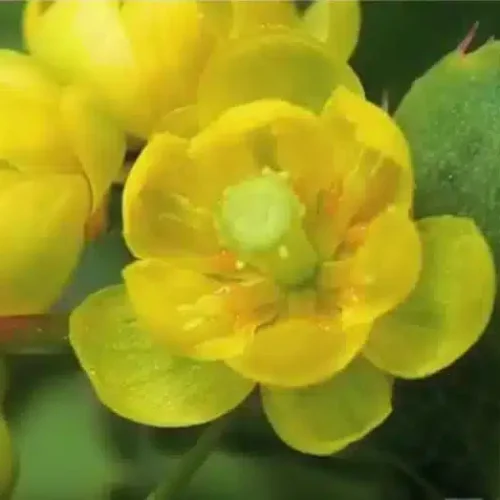 fleurs-kotor-pharma
