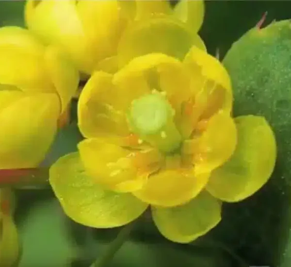 fleurs-kotor-pharma