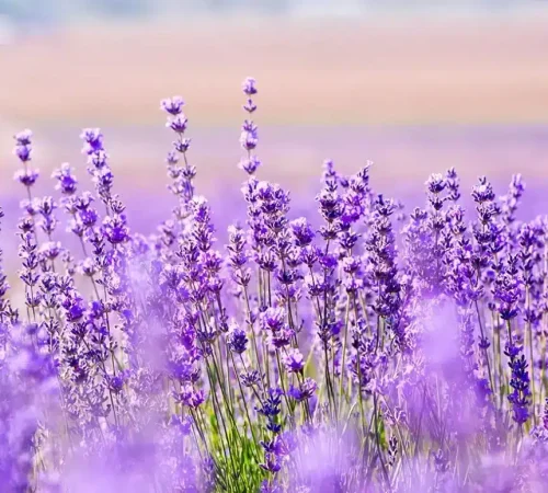 lavender-field-landscape-1024x775