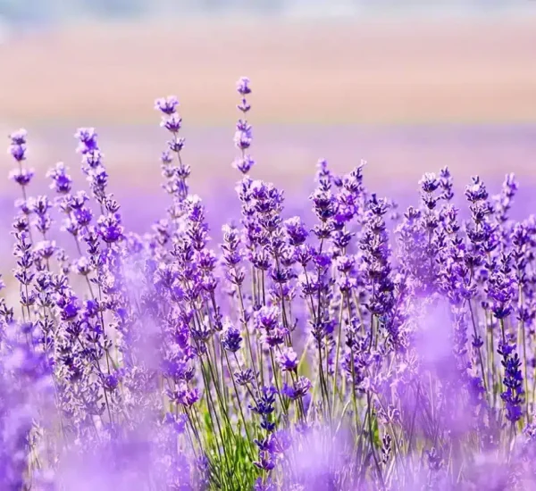 lavender-field-landscape-1024x775